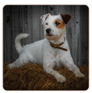 TRADESTOCK HOME<BR>
IStyle Rural Roots Jack Russell Placemats/Coasters<BR>