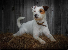 Load image into Gallery viewer, TRADESTOCK HOME&lt;BR&gt;
IStyle Rural Roots Jack Russell Placemats/Coasters&lt;BR&gt;
